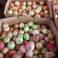 Manzana fresca, galleta roja sin bolsa